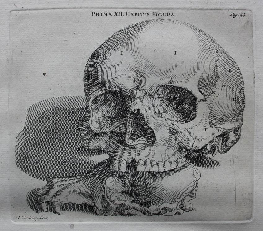 File:Andreas Vesalius - Dissected human body - WGA25036.jpg - Wikimedia  Commons