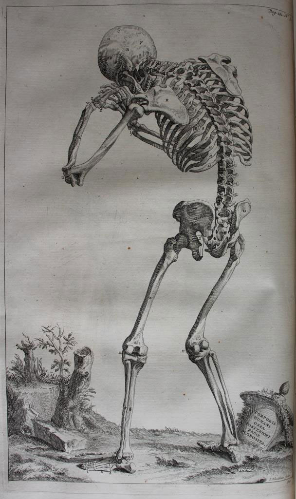 The Plates from the Second Book of the De Humani Corporis Fabrica by Andreas  Vesalius, (1514-